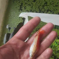 عمده ماهی دم شمشیری ، سوراتیل مولد