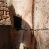 گاو ماده آبستن