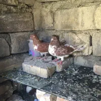 کفتر پرشی