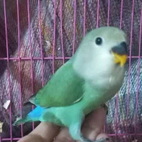 جوجه برزیلی دونخور