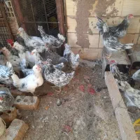 مرغ گلین طوسی اصل اصل|حیوانات مزرعه|رفسنجان, |دیوار