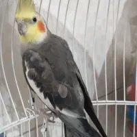 عروس هلندی آوازخوان|پرنده|ساری, |دیوار