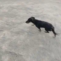 سگ خونگی مهربون