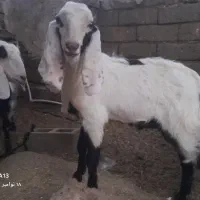 بزوطنی شیری با کهره بزرگ|حیوانات مزرعه|زهک, |دیوار