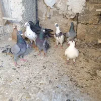 کبوتر بوم