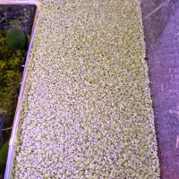 انواع گیاه اکواریوم و حلزون بلدر|ماهی|رشت, منظریه|دیوار