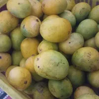 انبه محلی سیاهو،واقعا عسله