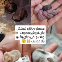 همستر بامزه