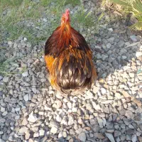 خروس کوشین بالغ