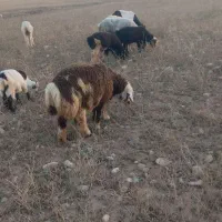 بره