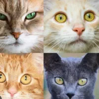 بچه گربه dsh واگذاری رایگان