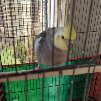 عروس هلندی نر و ماده مولد|پرنده|قم, پردیسان|دیوار