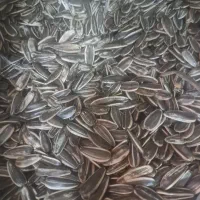 تخمه دور سفید