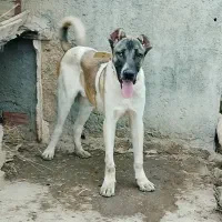 سگ سرابی 10ماهه|سگ|عنبران, |دیوار