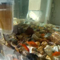 آکواریوم|ماهی|ماکو, |دیوار