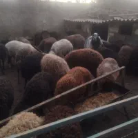 میش و شیشک بره