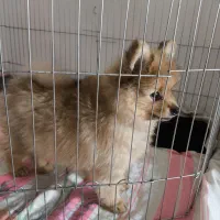 پامرانین خرسی|سگ|کرمانشاه, |دیوار