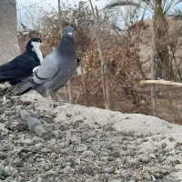 سبز و مگس|پرنده|خاش, |دیوار