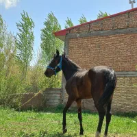 فروش کره مادیان