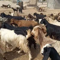 30راس بز آبستن و کهره دار داشتی بفروش میرسد|حیوانات مزرعه|شیراز, منصورآباد|دیوار