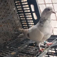 ...|حیوانات|کوهدشت, |دیوار