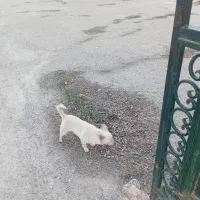 سگ پاکوتاه فیندو