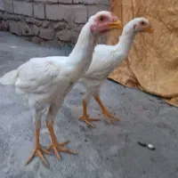 جوجه لاری اصیل|حیوانات مزرعه|اردبیل, |دیوار