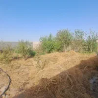 دامداری سنتی|فروش دفتر صنعتی، کشاورزی، تجاری|جوادآباد, |دیوار