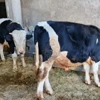 چهار راس گوساله نر سیمینتال جنس وزن 380تا 400