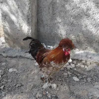 مرغ و خروس