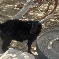 بز آبستن همراه بزغاله حراج|حیوانات مزرعه|خاش, |دیوار