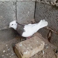 کبوتر|پرنده|لامرد, |دیوار