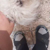 سگ گمشده در باغ معروف|حیوانات|تبریز, |دیوار