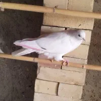 کبوتر غریب|پرنده|خان ببین, |دیوار