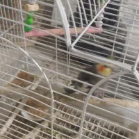 فروش جفت عروس هلندی مولد با جوجه و قفس