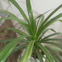 گل پاندانوس  سرحال ودرحاله روشت