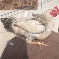 خروس امپراطور|حیوانات مزرعه|لاهیجان, لیالستان|دیوار