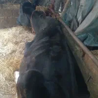 ۵ عدد گاو و گوساله شیرده