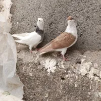 جفت نر خوشکل