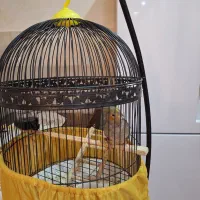 طوطی عروس ماده|پرنده|رشت, پیرکلاچای|دیوار