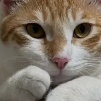 گربه خونگی