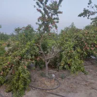 زمین باغی در احمدآباد مستوفی اسلامشهر