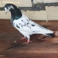 کفتر|پرنده|میناب, |دیوار