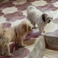 سگ‌نژادشیتزوکراس،ونژاداشپیزپامر