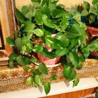 گل پتوس. دیفن. سانسوریا شمعدونی|گل و گیاه طبیعی|شیراز, ارم|دیوار