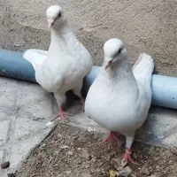 کفتر سفید باجوجه|پرنده|ری, شهادت|دیوار