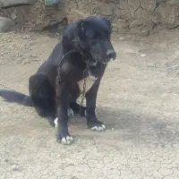 سگ سرابی سه ساله|سگ|انگوت, |دیوار