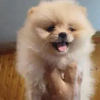 پامرانین خرسی فانتزی