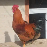 خروس محلی قرمز