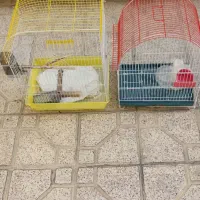 قفس پرنده